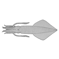 Illustration eines Kalmars